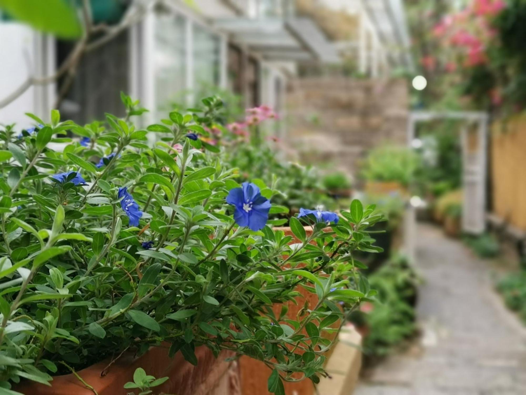 Shenzhen No'6 Garden Villa --French Window With Garden View,Close To Sea World &Shekou Ferry Port &K11 Ecoast &Subway Nearby ,Offer Western Food And Coffee &English Speaking With Tour Services Exteriér fotografie